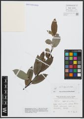 Foto von Salix appendiculata Vill.
